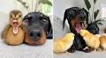Adorable moment a dachshund gets nipped by a cheeky Easter chick