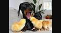 Dog’s reaction after baby bird bites its tongue is hilarious. See pics | Trending