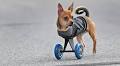 TurboRoo inspires his owners to give wheels to an idea