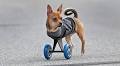 TurboRoo inspires owners to put a cart before the dog