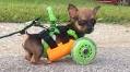 TurboRoo, The Chihuahua With No Front Legs, Can Walk Again Thanks To 3D Printing