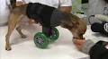 TurboRoo, 2-legged Chihuahua, debuts new wheels at Long Beach event