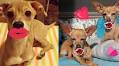 ‘TurboRoo Designs’ Teams with BarkBox to 3D Print Dog Carts for 10 Disabled Puppies — And They Need Your Help