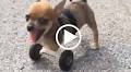 TurboRoo The Two-Legged Chihuahua