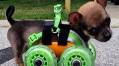 turbo.roo the two-legged chihuahua gets 3D-printed wheelchair
