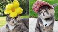 Cat was at risk of being put down for not being 'pretty'