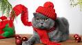 8 Cat Christmas Photo Ideas for the Purrfect Holiday Photoshoot