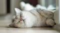 Need Cats-piration for Naming Your New Kitty? We Have 200 Cute Ideas