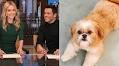 Kelly Ripa reveals groomer once 'cornrowed' her dog's hair without permission