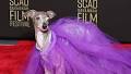 RIP, Tika the Iggy, Instagram’s Most Fashionable Dog