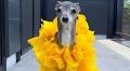 Celebrity Dog Tika the Iggy Dead at 14