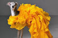 Fashion Icon and Dog Influencer Tika the Iggy Dies After Surgery at Age 14