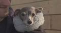‘Our hearts are shattered’: Fashion dog Tika the Iggy dies - Montreal