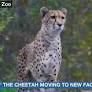 Topeka Zoo’s Roo the cheetah is leaving soon, here’s why