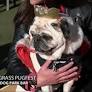 It's a weekend of pug fun while helping dog rescues at the Bluegrass Pugfest