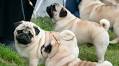 Richmond pug seized from owner after social media firestorm