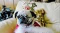 Lola the pug running for a triple crown!