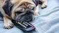Senior Pug Enjoying Her Favorite TV Show Like a Queen Is the Epitome of Good Living