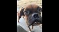 Fresno dog found infested with ticks. A Hugh Hefner ex-girlfriend helps to save its life