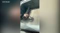Video of alleged dog abuse in East Bay circulates social media, animal service investigates