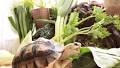 $500 reward offered for missing social media tortoise