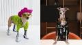 7 Fashionable Pets On Instagram You Need To Follow RN