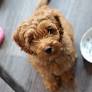 10 Best Organic Dog Foods in 2026 – Reviews & Top Picks