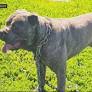 Burglar kills dog, stabs 2 more at Compton cemetery