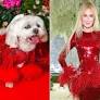 Fashionable Dogs Recreate the 2026 Met Gala’s Most Iconic Looks at the Annual Pet Gala