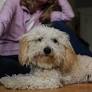 Philly-area veterinarians are seeing a rise in ‘pot dogs,’ pets with concerning symptoms of marijuana exposure