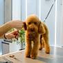Groomer Reveals the Small Detail That Proves a Dog Is Loved