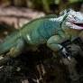 Blue Iguanas Making a Comeback in Grand Cayman