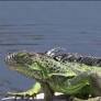 Green iguana seen roaming near Tampa school
