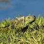 Thousands of Invasive Iguanas Captured After Freezing Temperatures Hit Florida