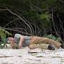 A green iguana crisis is brewing