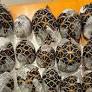 The cost of cute: how ‘petfluencers’ are driving Asia’s wildlife crime