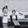 Jersey City goose strangled to death; police searching for construction worker