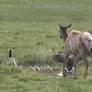Fearless Mother Goose Tries To Defend Her Babies From A Hungry Elk