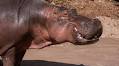 ABQ BioPark Honors the Life and Legacy of Moe the Hippo
