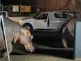 Video Hippo street takeover blocks traffic in South African town