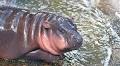 The Heartwarming Story of the Baby Hippo Who Adopted a 130-Year-Old Tortoise as His Mom