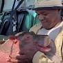 Bumpy the orphaned hippo rescued by wildlife team