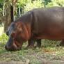 Colombia announces plan to cull Pablo Escobar’s feral hippos