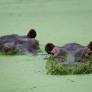 Colombia's rogue hippos could find refuge in India