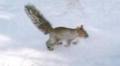 Squirrels and Chipmunks of Saguaro National Park