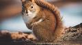 Annoyed With Squirrels and Chipmunks? Here’s 11 Smells They Hate
