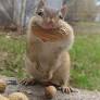 Squirrels and chipmunks driving you nuts this spring? The good and the bad