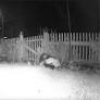 Foxes, Squatters & Other Backyard Problems