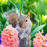 8 Simple Ways to Keep Squirrels Out of Your Garden Without Harming Them