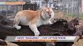 Meet “Khaleesi” – Cat of the Week